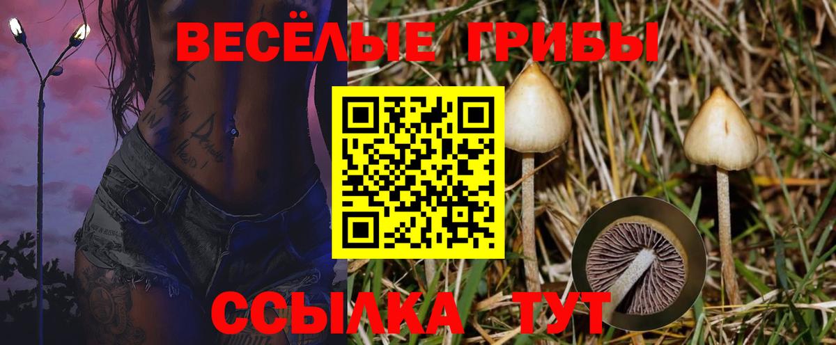 Псилоцибиновые грибы Psilocybine cubensis Конаково